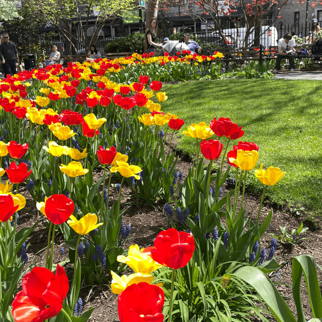 Tulip Festival