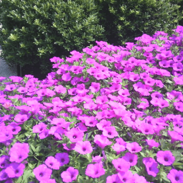 From the digi-cam (Newbury St)