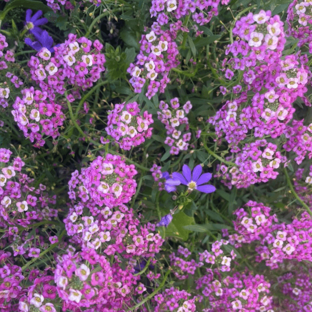 I don't like this color flower one bit!