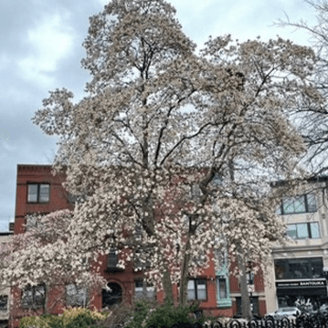 Harvard Square
