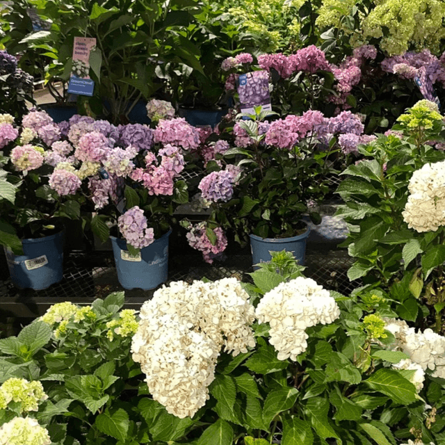 Martha's Vineyard